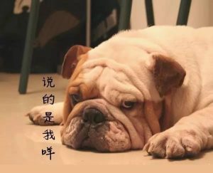 狗狗眼皮上红肿起痘(狗狗眼皮红肿怎么回事)-警犬训练器材厂家 _警犬训练用品_工作犬训练用品-南京开久警犬装备