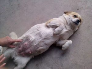 狗狗怀孕没胃口怎么办(狗狗怀孕51天了,胃口不怎么好了)-警犬训练器材厂家 _警犬训练用品_工作犬训练用品-南京开久警犬装备