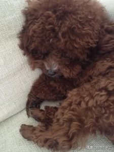 狗狗打完疫苗偶尔尖叫  狗狗打完疫苗的不良反应-警犬训练器材厂家 _警犬训练用品_工作犬训练用品-南京开久警犬装备