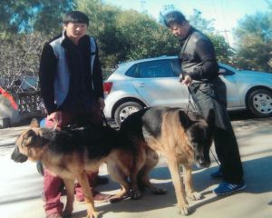 狗配人怎样配(狗配人怎样配XX)-警犬训练器材厂家 _警犬训练用品_工作犬训练用品-南京开久警犬装备