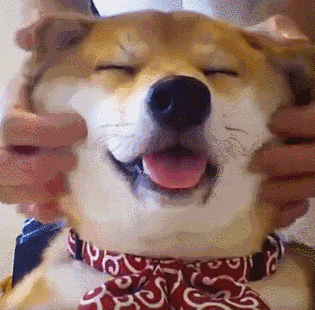 狗狗头在地上拱是怎么回事 - 警犬训练器材厂家 _警犬训练用品_工作犬训练用品-南京开久警犬装备-警犬训练器材厂家 _警犬训练用品_工作犬训练用品-南京开久警犬装备