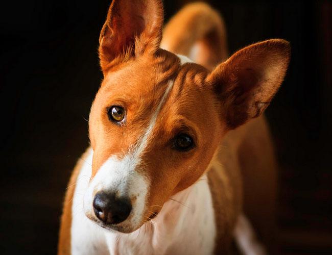 贝生吉犬(贝生吉犬相似的) - 警犬训练器材厂家 _警犬训练用品_工作犬训练用品-南京开久警犬装备-警犬训练器材厂家 _警犬训练用品_工作犬训练用品-南京开久警犬装备
