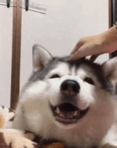 生活中狗狗有趣事情萌宠(太空生活10件有趣的事情)-警犬训练器材厂家 _警犬训练用品_工作犬训练用品-南京开久警犬装备