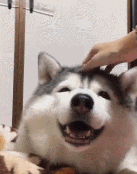 生活中狗狗有趣事情萌宠(太空生活10件有趣的事情) - 警犬训练器材厂家 _警犬训练用品_工作犬训练用品-南京开久警犬装备-警犬训练器材厂家 _警犬训练用品_工作犬训练用品-南京开久警犬装备