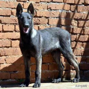 出售正宗昆明犬一只(昆明犬出售最新信息)-警犬训练器材厂家 _警犬训练用品_工作犬训练用品-南京开久警犬装备