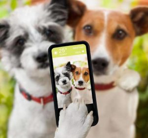 家里养狗的十大坏处(家里养狗的十大好处)-警犬训练器材厂家 _警犬训练用品_工作犬训练用品-南京开久警犬装备