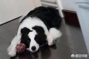 我们家狗老是上我怎么办(我们家狗老是上我怎么办 春雨医生)-警犬训练器材厂家 _警犬训练用品_工作犬训练用品-南京开久警犬装备