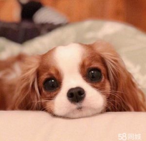 58同城宠物狗(58同城)-警犬训练器材厂家 _警犬训练用品_工作犬训练用品-南京开久警犬装备