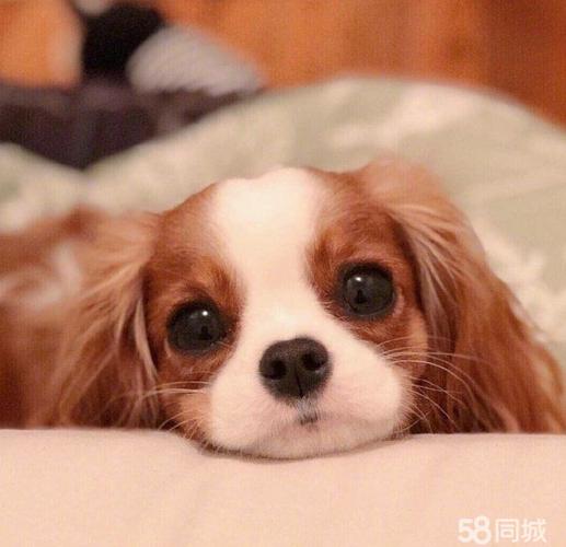 58同城宠物狗(58同城) - 警犬训练器材厂家 _警犬训练用品_工作犬训练用品-南京开久警犬装备-警犬训练器材厂家 _警犬训练用品_工作犬训练用品-南京开久警犬装备