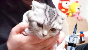 狂犬疫苗什么时候打?猫咪第一针狂犬疫苗什么时候打-警犬训练器材厂家 _警犬训练用品_工作犬训练用品-南京开久警犬装备