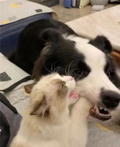 狗为什么会咬死猫(狗为什么咬死幼猫)-警犬训练器材厂家 _警犬训练用品_工作犬训练用品-南京开久警犬装备