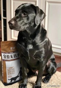 山东猎犬(山东猎犬 *** 陈创)-警犬训练器材厂家 _警犬训练用品_工作犬训练用品-南京开久警犬装备