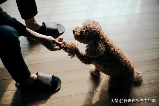 训练狗把球捡回来(捡回来的狗怎么训练) - 警犬训练器材厂家 _警犬训练用品_工作犬训练用品-南京开久警犬装备-警犬训练器材厂家 _警犬训练用品_工作犬训练用品-南京开久警犬装备