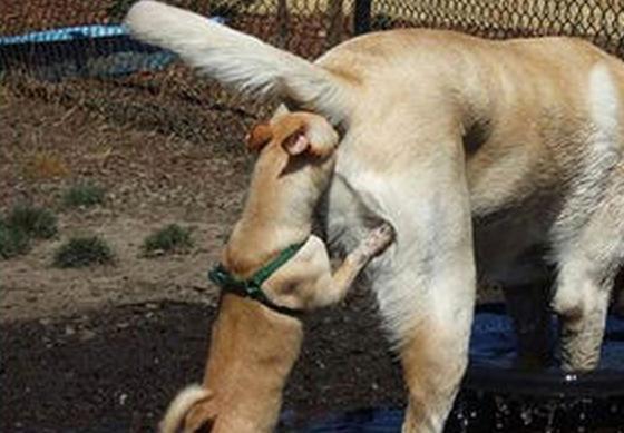 为什么狗狗一见面就闻 *** - 警犬训练器材厂家 _警犬训练用品_工作犬训练用品-南京开久警犬装备-警犬训练器材厂家 _警犬训练用品_工作犬训练用品-南京开久警犬装备