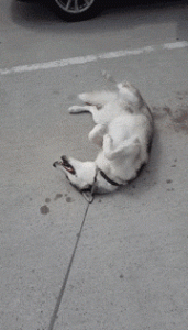 狗狗总是想上我(狗狗总是想 *** )-警犬训练器材厂家 _警犬训练用品_工作犬训练用品-南京开久警犬装备