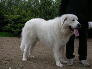 大白熊狗，大白熊能长到多少斤-警犬训练器材厂家 _警犬训练用品_工作犬训练用品-南京开久警犬装备