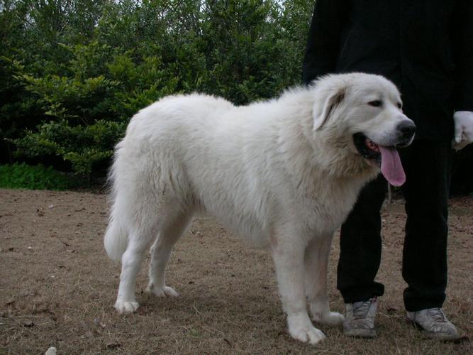 大白熊狗，大白熊能长到多少斤 - 警犬训练器材厂家 _警犬训练用品_工作犬训练用品-南京开久警犬装备-警犬训练器材厂家 _警犬训练用品_工作犬训练用品-南京开久警犬装备