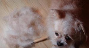 狗掉毛怎么快速清理？怎么解决狗掉毛问题-警犬训练器材厂家 _警犬训练用品_工作犬训练用品-南京开久警犬装备