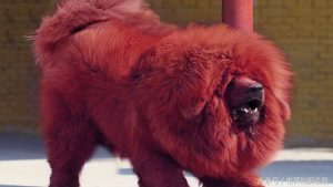 中华田园犬藏獒萌宠(中华田园犬和藏獒谁厉害)-警犬训练器材厂家 _警犬训练用品_工作犬训练用品-南京开久警犬装备