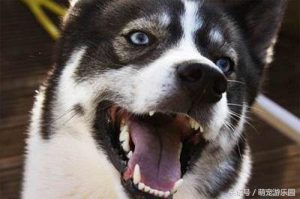 狗狗结石有什么用(狗狗结石有什么用药)萌宠-警犬训练器材厂家 _警犬训练用品_工作犬训练用品-南京开久警犬装备