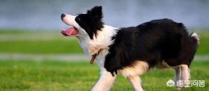 为什么女生不能老玩狗(女生为什么不能和男生玩)-警犬训练器材厂家 _警犬训练用品_工作犬训练用品-南京开久警犬装备