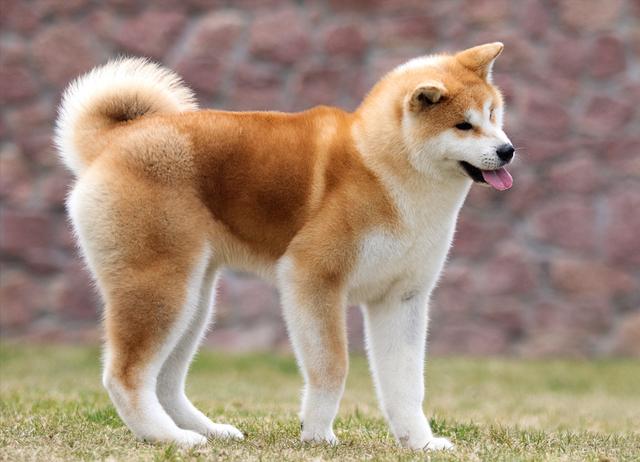 世界名犬的价格_世界名犬排名前100图 - 警犬训练器材厂家 _警犬训练用品_工作犬训练用品-南京开久警犬装备-警犬训练器材厂家 _警犬训练用品_工作犬训练用品-南京开久警犬装备