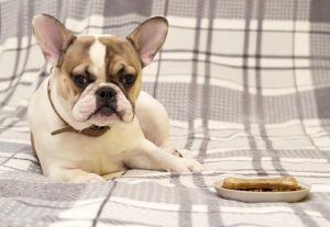 狗狗驱虫什 *** 萌宠(狗狗驱虫的 *** )-警犬训练器材厂家 _警犬训练用品_工作犬训练用品-南京开久警犬装备