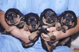 意大利塞古奥犬(意大利塞古奥猎犬吧)-警犬训练器材厂家 _警犬训练用品_工作犬训练用品-南京开久警犬装备