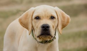 狗咬人是什么原因狗狗咬人的四种原因你知道吗-警犬训练器材厂家 _警犬训练用品_工作犬训练用品-南京开久警犬装备