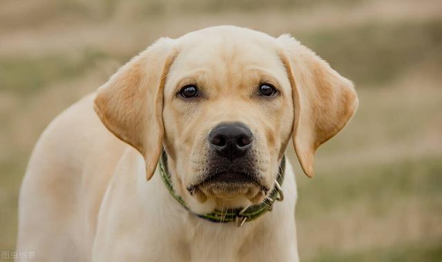 狗咬人是什么原因狗狗咬人的四种原因你知道吗 - 警犬训练器材厂家 _警犬训练用品_工作犬训练用品-南京开久警犬装备-警犬训练器材厂家 _警犬训练用品_工作犬训练用品-南京开久警犬装备