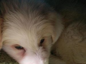 狗瘟是什么病?狗瘟是什么-警犬训练器材厂家 _警犬训练用品_工作犬训练用品-南京开久警犬装备