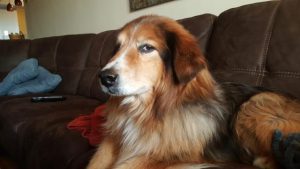 狗狗三个月智商相当于人几岁(狗狗三个月的智商等于人类的几岁)-警犬训练器材厂家 _警犬训练用品_工作犬训练用品-南京开久警犬装备