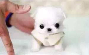 茶杯犬寿命有多长(茶杯猫的寿命有多长)-警犬训练器材厂家 _警犬训练用品_工作犬训练用品-南京开久警犬装备