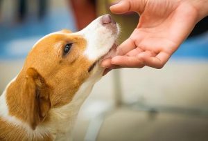 怎么让狗狗喜欢进笼子?怎么让狗狗知道你喜欢它-警犬训练器材厂家 _警犬训练用品_工作犬训练用品-南京开久警犬装备