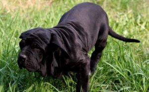 10大猛犬排行(猛犬战斗力排行)-警犬训练器材厂家 _警犬训练用品_工作犬训练用品-南京开久警犬装备