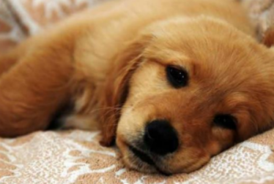 犬瘟后期症状(犬瘟后期症状是什么样子的)-警犬训练器材厂家 _警犬训练用品_工作犬训练用品-南京开久警犬装备