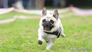 巴哥犬漫画(巴哥犬 *** )-警犬训练器材厂家 _警犬训练用品_工作犬训练用品-南京开久警犬装备