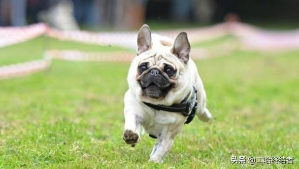 巴哥犬漫画(巴哥犬 *** ) - 警犬训练器材厂家 _警犬训练用品_工作犬训练用品-南京开久警犬装备-警犬训练器材厂家 _警犬训练用品_工作犬训练用品-南京开久警犬装备