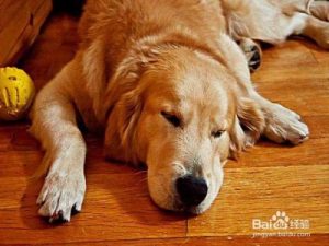 狗有一夜不回来吗(狗出去一天一夜没回来怎么办)-警犬训练器材厂家 _警犬训练用品_工作犬训练用品-南京开久警犬装备