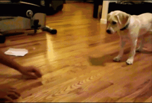 世界上十大禁养的狗世界上十大禁养的狗-警犬训练器材厂家 _警犬训练用品_工作犬训练用品-南京开久警犬装备