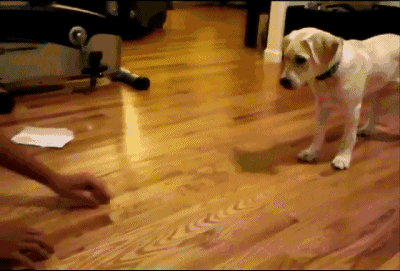 世界上十大禁养的狗世界上十大禁养的狗 - 警犬训练器材厂家 _警犬训练用品_工作犬训练用品-南京开久警犬装备-警犬训练器材厂家 _警犬训练用品_工作犬训练用品-南京开久警犬装备