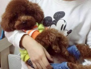 抱狗的正确姿势  抱狗的正确姿势边抱边顺毛-警犬训练器材厂家 _警犬训练用品_工作犬训练用品-南京开久警犬装备