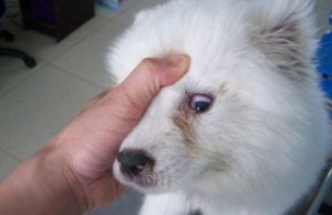 狗瘟初期症状(狗瘟前期有什么症状)-警犬训练器材厂家 _警犬训练用品_工作犬训练用品-南京开久警犬装备