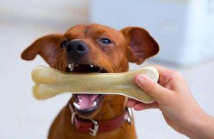 狗被骨头卡了该怎么办如何采取正确的急救措施？-警犬训练器材厂家 _警犬训练用品_工作犬训练用品-南京开久警犬装备