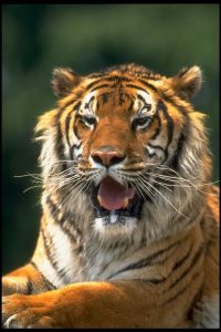 犬科动物的犬齿(植食性动物有犬齿吗)-警犬训练器材厂家 _警犬训练用品_工作犬训练用品-南京开久警犬装备