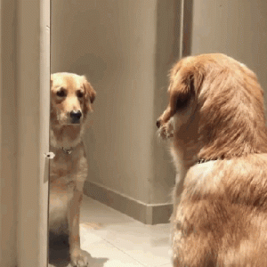 金毛狗怎么喂养(金毛狗三个月怎么喂养)-警犬训练器材厂家 _警犬训练用品_工作犬训练用品-南京开久警犬装备