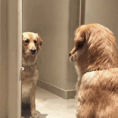 金毛狗怎么喂养(金毛狗三个月怎么喂养) - 警犬训练器材厂家 _警犬训练用品_工作犬训练用品-南京开久警犬装备-警犬训练器材厂家 _警犬训练用品_工作犬训练用品-南京开久警犬装备