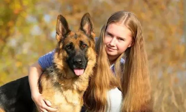 德国牧羊犬吧(德国牧羊犬优缺点) - 警犬训练器材厂家 _警犬训练用品_工作犬训练用品-南京开久警犬装备-警犬训练器材厂家 _警犬训练用品_工作犬训练用品-南京开久警犬装备