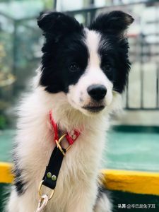 狗的智商排名(狗的智商排名 前十名)-警犬训练器材厂家 _警犬训练用品_工作犬训练用品-南京开久警犬装备