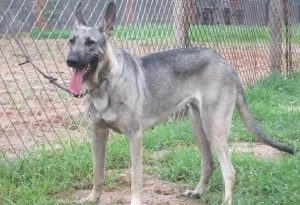 对主人最忠诚的狗有哪些这些做护卫犬最合适!-警犬训练器材厂家 _警犬训练用品_工作犬训练用品-南京开久警犬装备